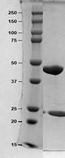 SEC-HPLC.png SEC-HPLC.png