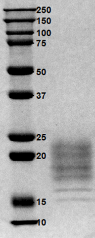 IFN-3.png